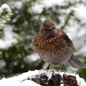 DSC 0397 Amsel
