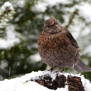 DSC 0399 Amsel