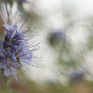 bokeh