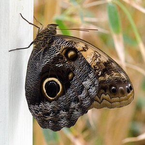 blauer Morpho