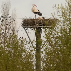 3001713AQxl
D300s mit BIGMA, 500mm, Einbeinstativ; Entfernung rund 200m