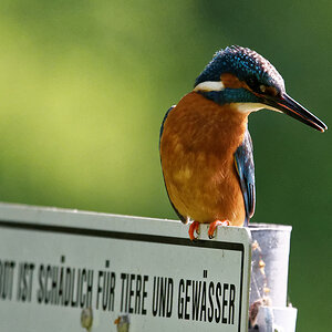 Eisvogel, Tamron 150-600