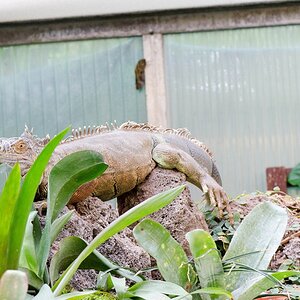 Leguan Rocky