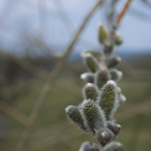 spring 0177