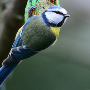 Blaumeise