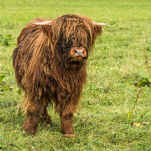 Schottisches Hochlandrind jung