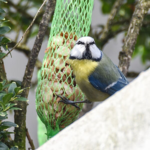 Blaumeise 75