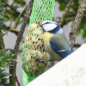 Blaumeise 77