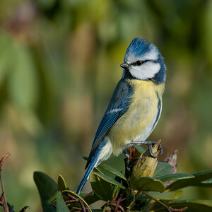 Kleine Blaumeise (200500VR+Kenko 1.4x = 700mm/f8)
