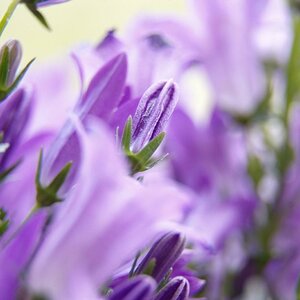 Macro - Fuji S5Pro - Nikkor VR 18-105 - Macro Zwischenring