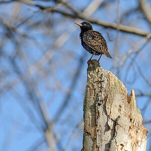 G001322c