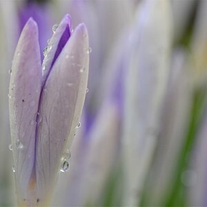 krokus im regen