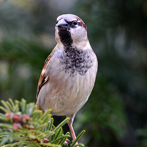 DSC 0126 Spatz