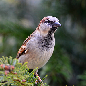 DSC 0127 Spatz