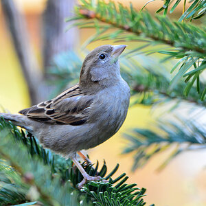 DSC 0137 Spatz