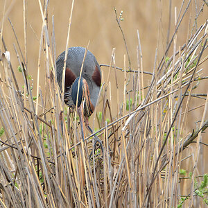 DSC 1401 Nest