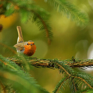 Rotkehlchen2, Tamron 150-600