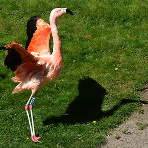 flamingo mit silhouette