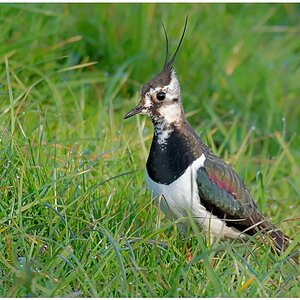 D75 5082 BodenKiebitz VII CP 5 2016