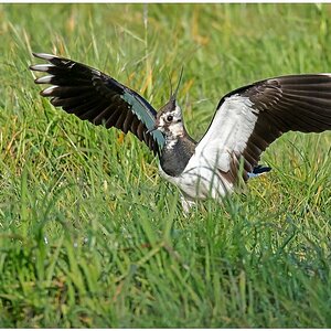 D75 5178 Zeigt her Eure Flügel CP 5 2016