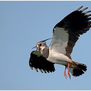 D75 5186 Flugstudie XIII CP 5 2016