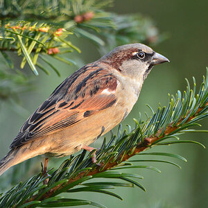 DSC 0211 Spatz