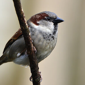 DSC 0277 Spatz