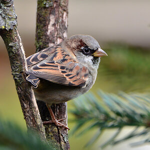 DSC 0286 Spatz