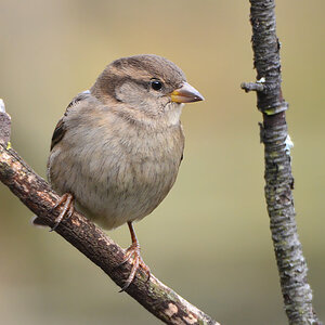 DSC 0291 Spatz