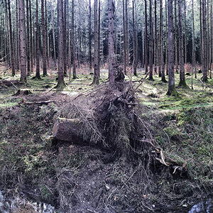Wald iPhone