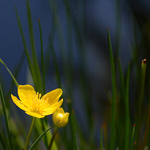 Sumpfdotterblume