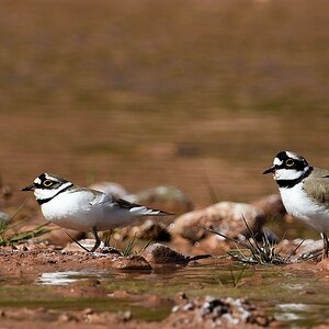 s261 LittleRingedPlover 0380
