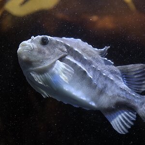 s760 Polaria Fisch 8835  1
