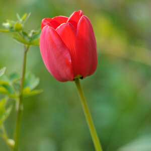 Tulpen 1