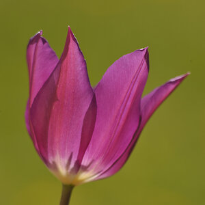 Tulpen 2