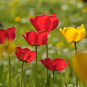 Tulpen 3