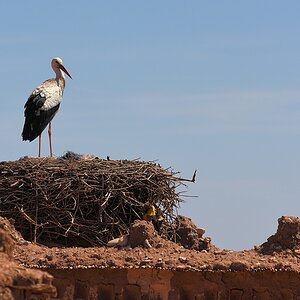 s261 Kasbah Storch 0355