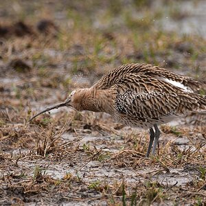 Großer Brachvogel 2016 05958 (3)