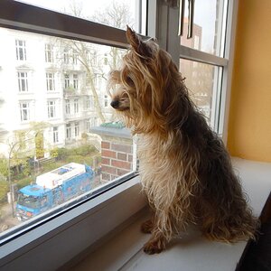 Aussichtf
