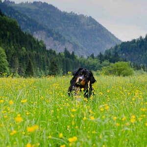 Wo ist der Hund?