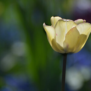 tulpen 02