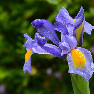 DSC 1029 Iris