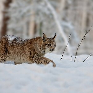 Luchs Schnee