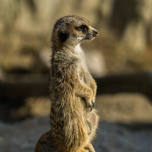 Erdmännchen