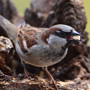 DSC 9665 Spatz