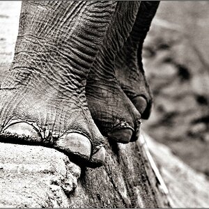 parts of elephants