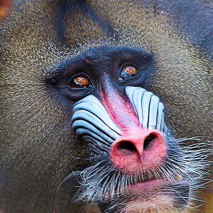 Mandrill