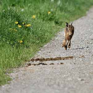 Hase 042016 1