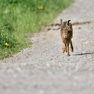 Hase 042016 2