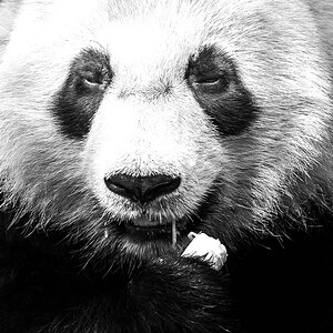 comp Panda (32 von 1) Kopie